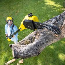 Best Tree Trimming and Pruning  in Lakesite, TN