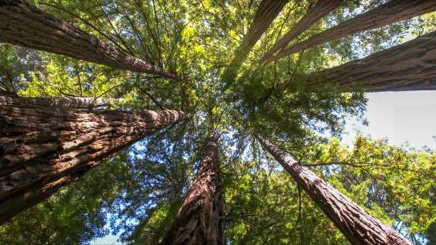 Best Tree Risk Assessment  in Lakesite, TN