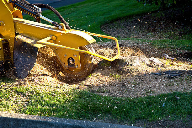 Best Lawn Mowing  in Lakesite, TN