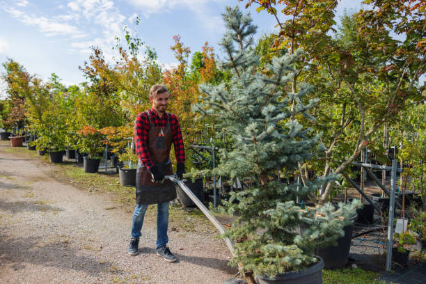 Best Tree Disease Treatment  in Lakesite, TN