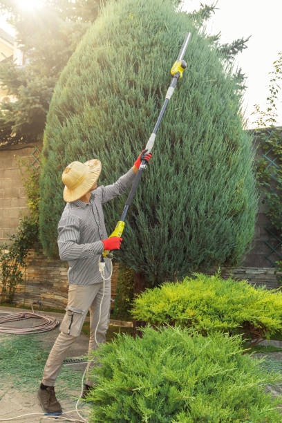 Best Root Management and Removal  in Lakesite, TN