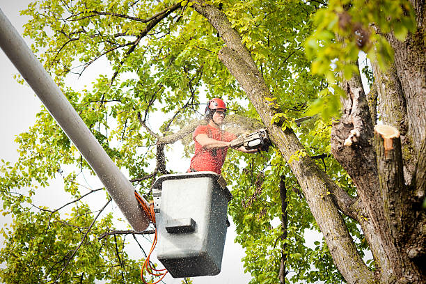 Best Tree Preservation Services  in Lakesite, TN