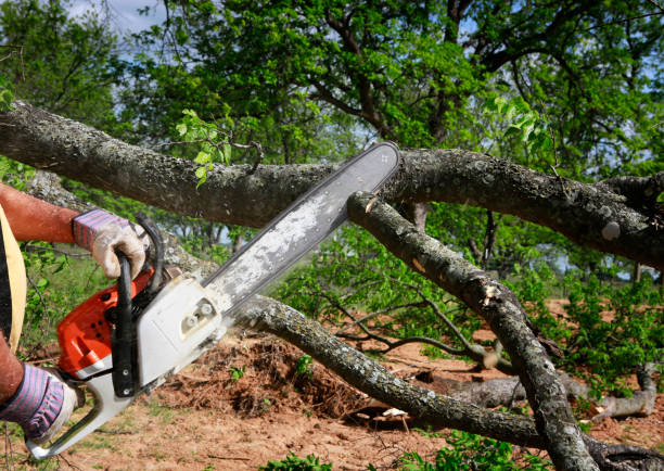 Best Tree Maintenance Programs  in Lakesite, TN